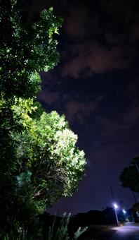 闇夜に照らされた木々と星空 闇夜に照らされた木々と星空 夜,夜空,夜間の写真素材