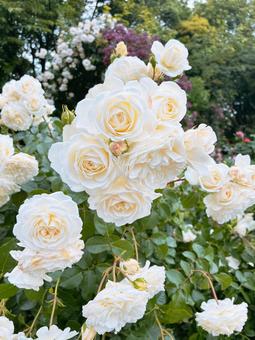 ホワイトローズ ホワイトローズ バラ,薔薇,綺麗の写真素材