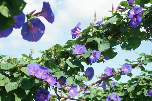 琉球朝顔 琉球朝顔,オーシャンブルー,ヒルガオの写真素材