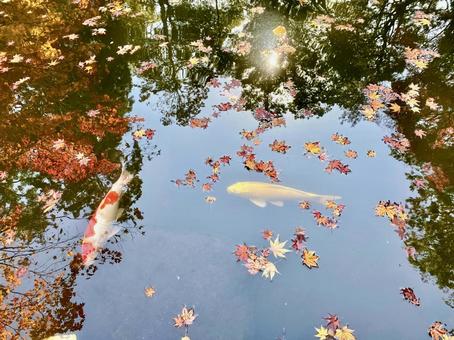 鯉と紅葉 鯉と紅葉 南禅寺,南禅院,池の写真素材
