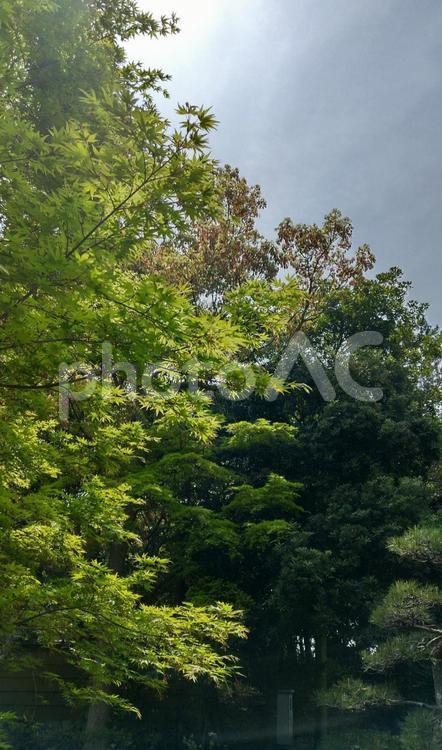 さわやかな新緑の香り 新緑,さわやか,春の写真素材