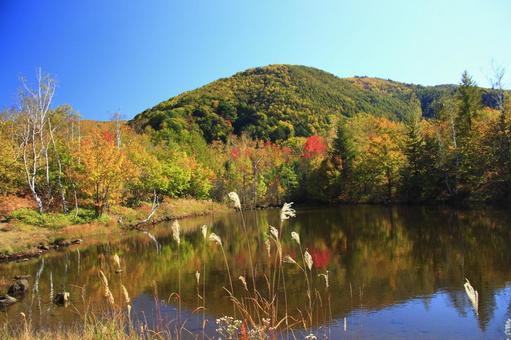 乗鞍高原まいめ池の紅葉 乗鞍高原まいめ池の紅葉 乗鞍高原,紅葉,秋の写真素材