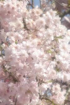 さくらソフトフォーカスの写真