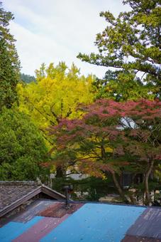 秋の色彩と日本の古い屋根 秋,紅葉,カエデの写真素材