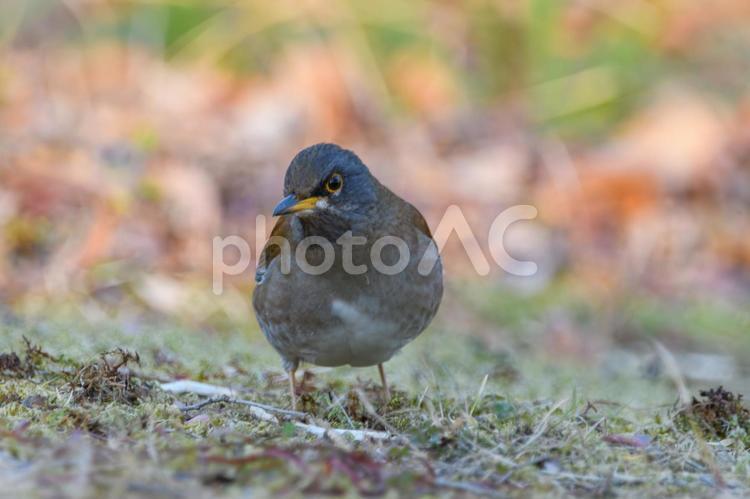 シロハラの森の散策 シロハラ,鳥,森の写真素材