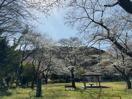 桜 桜の写真