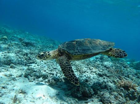 ウミガメ ウミガメ 沖縄,慶良間諸島,座間味島の写真素材