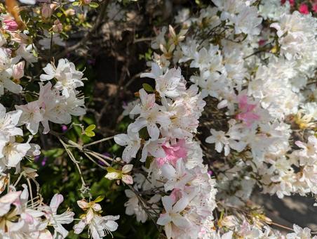 花 花 花,足利,あしかがフラワーパークの写真素材