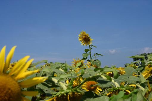 高崎市はにわの里公園で撮ったヒマワリ 高崎市はにわの里公園で撮ったヒマワリの写真