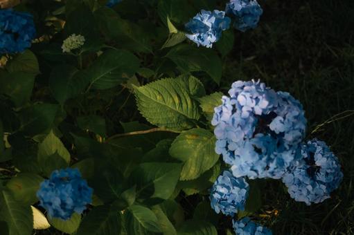 紫陽花 あじさい,紫陽花,青の写真素材