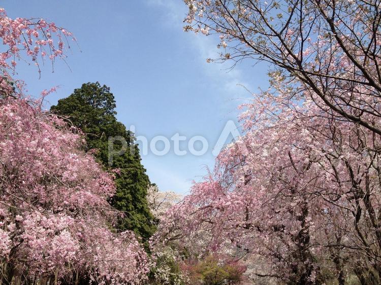 桜並木　ピンク 桜,さくら,桜並木の写真素材