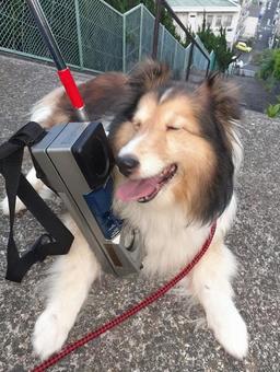 もしもしはいはいわんわん ペット,動物,犬の写真素材