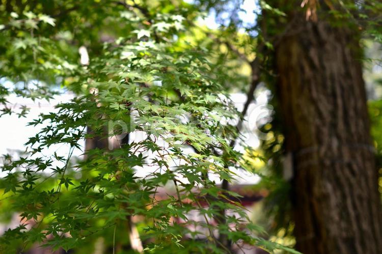 初夏のもみじ1 初夏,もみじ,光の写真素材
