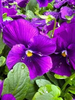 パープルのビオラ ビオラ,花,アップの写真素材