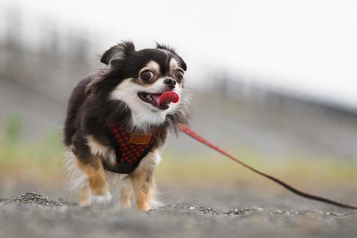 浜辺でお散歩するチワワ 浜辺でお散歩するチワワ 犬,チワワ,可愛い犬の写真素材