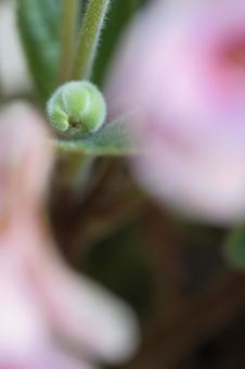 ピンクの花の蕾 ピンクの花の蕾の写真