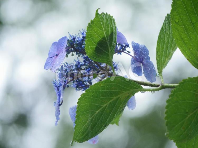 雨の日の紫陽花3 あじさ,あじさい,雨の写真素材