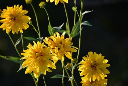 ビタミンカラーの輝き!夏を彩る花笠菊 ビタミンカラーの輝き!夏を彩る花笠菊の写真