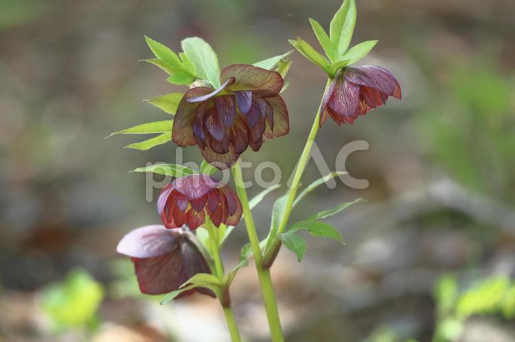 冬の貴婦人 花,クリスマスローズ,キンポウゲ科の植物の写真素材