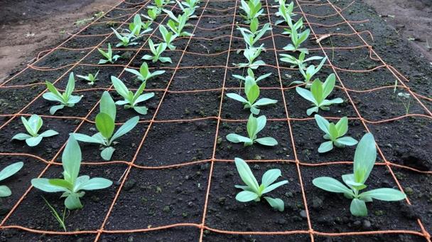 Photo, flower seedling, colonization, seedling, 