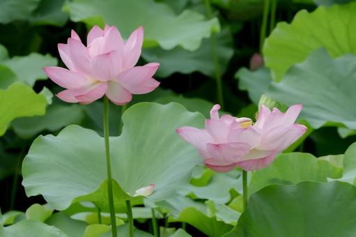 lotus, JPG