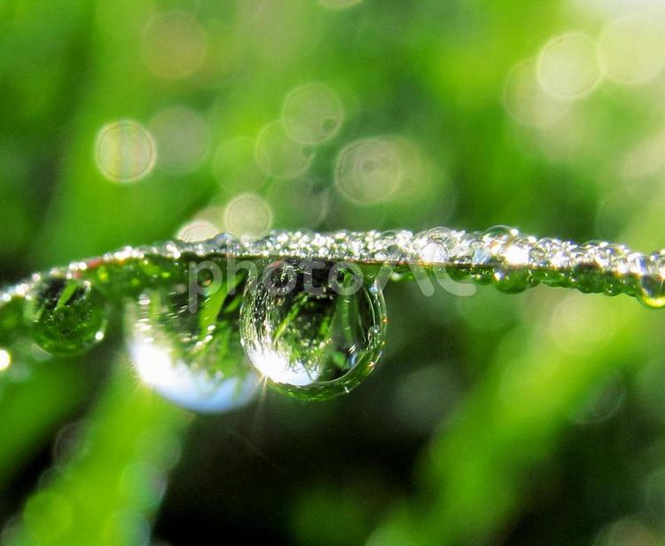 水滴と緑の葉と朝日Water drops 水滴,すいてき,waterの写真素材