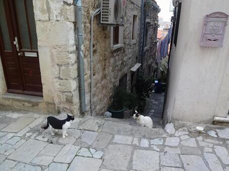 ドゥブロヴニク　街中の猫たち クロアチア,ドゥブロヴニク,猫の写真素材