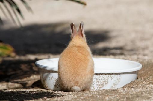 The Rabbits of Okunoshima, JPG