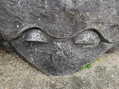 Photo, turtle, rock, up, 
