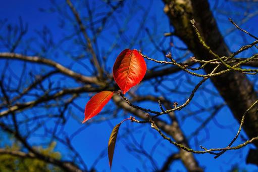 秋の終わりに残る赤く染まった木の葉 木,枝,赤の写真素材