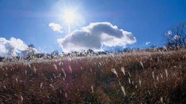 秋の八島湿原 高原,湿原,草原の写真素材