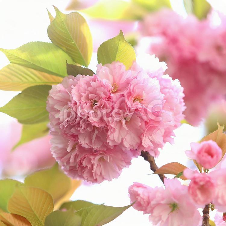 八重の桜　サクラ　ピンクの花 サクラ,桜,さくらの写真素材