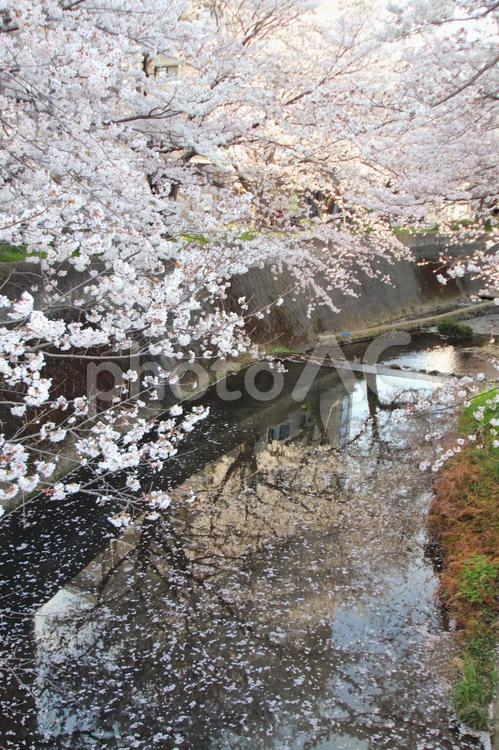志井川の桜並木 春,さくら,空の写真素材