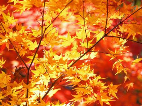 紅葉 紅葉の写真