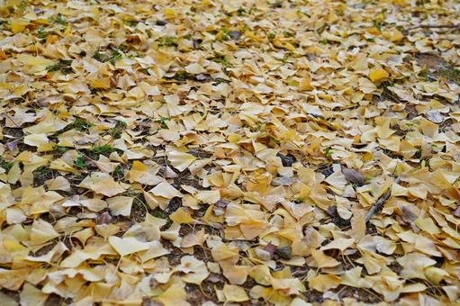 銀杏の落ち葉 イチョウ,秋,自然の写真素材