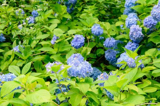 紫陽花 梅雨の季節 紫陽花 梅雨の季節の写真