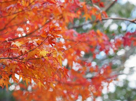 紅葉 紅葉,秋,もみじの写真素材