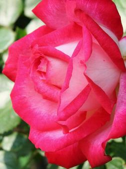 バラ・薔薇 クローズアップ バラ・薔薇 クローズアップの写真
