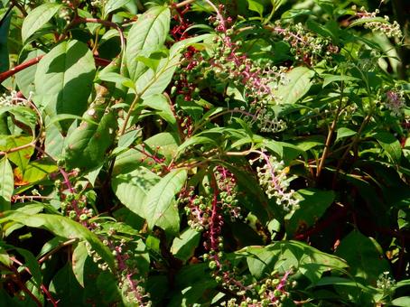 【植物写真】ヨウシュヤマゴボウ 【植物写真】ヨウシュヤマゴボウの写真
