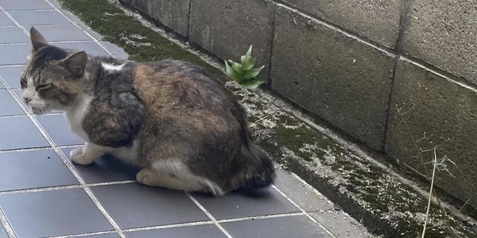 鳴くイケメンオスネコ 鳴くイケメンオスネコの写真
