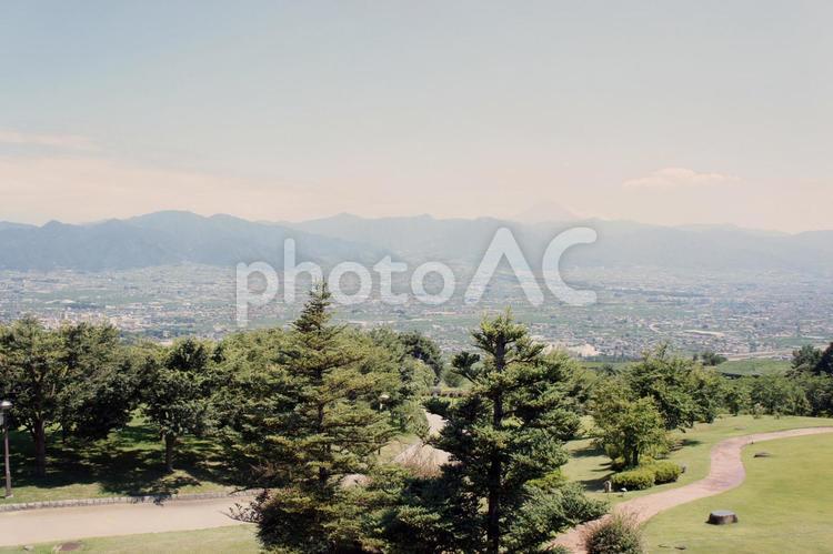 晴れた風景 木,森,森林の写真素材