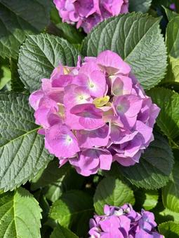 ピンクの紫陽花 ピンクの紫陽花の写真