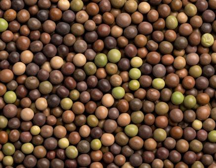 多彩な乾燥豆の背景 多彩な乾燥豆の背景の写真
