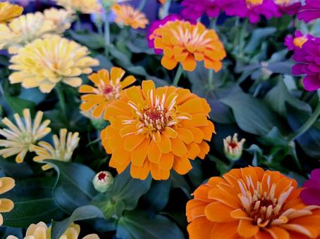 Orange zinnia flowers in full bloom, JPG