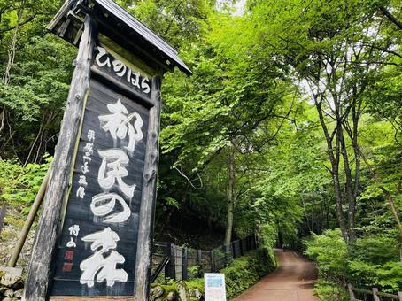 檜原都民の森 檜原都民の森の写真