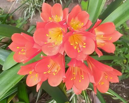 君子蘭の花 春 開花 君子蘭の花 春 開花 君子蘭,花,開花の写真素材