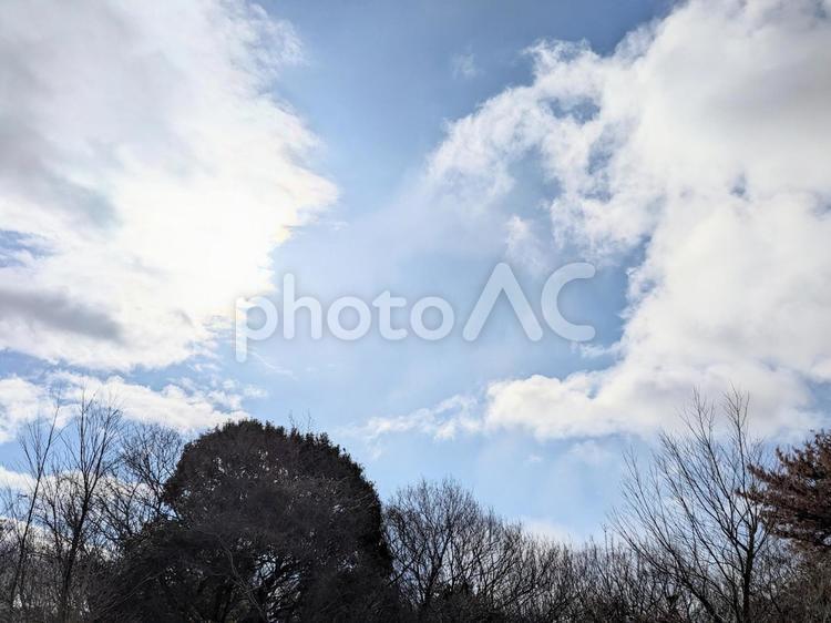 空と木 空,木,木々の写真素材