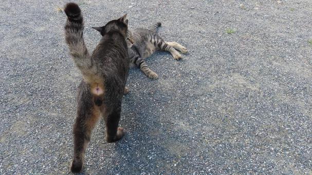 もふもふな猫様たちの平和な日常風景 もふもふな猫様たちの平和な日常風景の写真