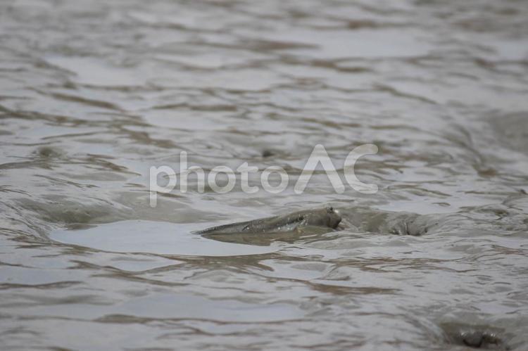 有明海のむつごろう6 mudskipper,お魚,さかなの写真素材