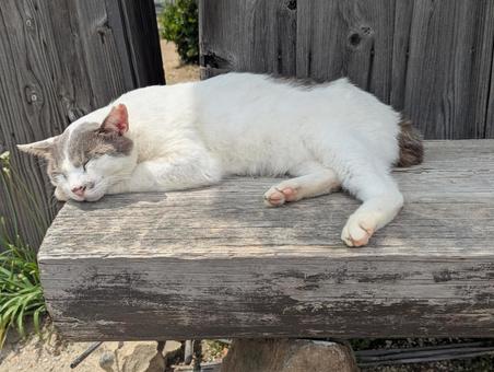 眠り猫 小豆島,二十四の瞳映画館,猫の写真素材